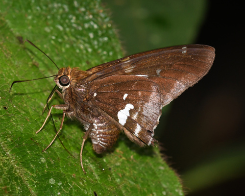 Epargyreus clavicornis