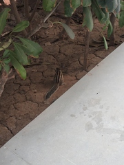 Funambulus pennantii