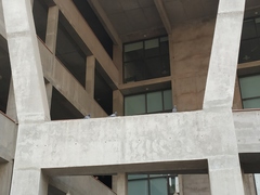 Columba livia domestica