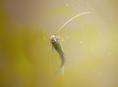Pimelodus albicans