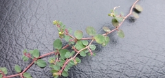 Euphorbia makinoi