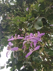 Bauhinia macranthera