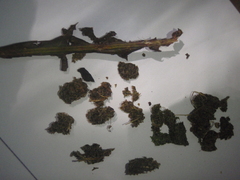 Anthocleista grandiflora