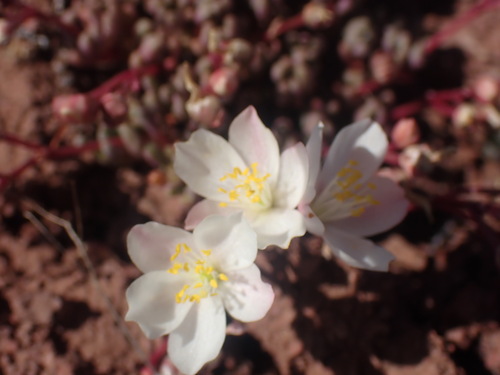 Image of Phemeranthus sediformis by no rights reserved