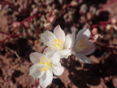 Phemeranthus sediformis, photograph author not stated, no rights reserved
