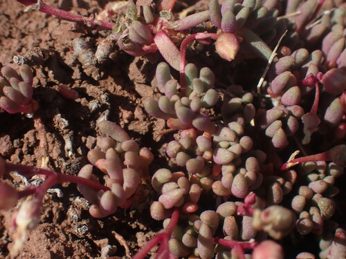 Image of Phemeranthus sediformis by no rights reserved
