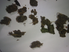 Anthocleista grandiflora