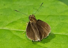 Callimormus interpunctata