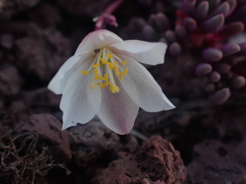 Image of Phemeranthus sediformis by no rights reserved
