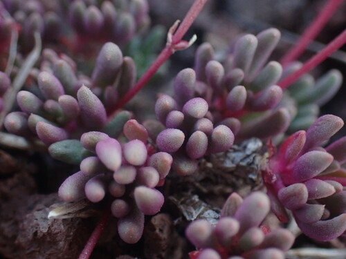 Image of Phemeranthus sediformis by no rights reserved