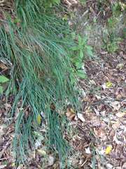 Poa anceps