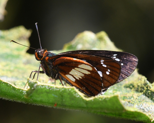 Carystina aurifer