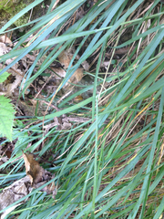 Poa anceps