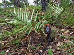 Zamia loddigesii