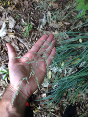 Poa anceps