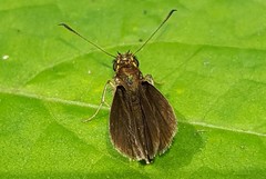 Callimormus interpunctata