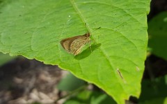 Callimormus interpunctata