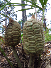 Zamia loddigesii