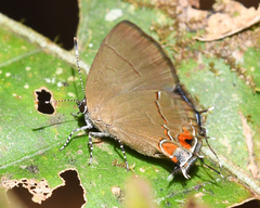 Calycopis origo