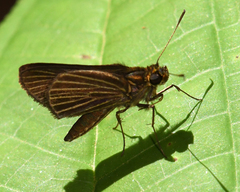 Parphorus