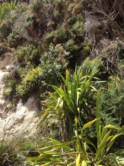 Phormium