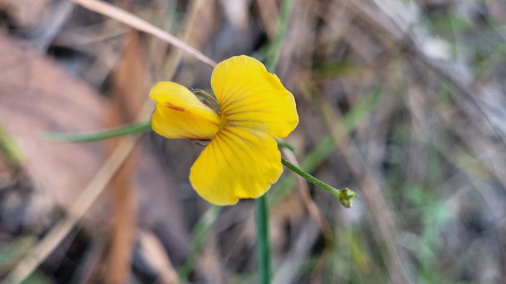 Isotropis filicaulis