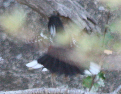 Pipilo maculatus