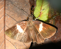 Potamanaxas flavofasciata