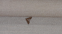 Panotima angularis