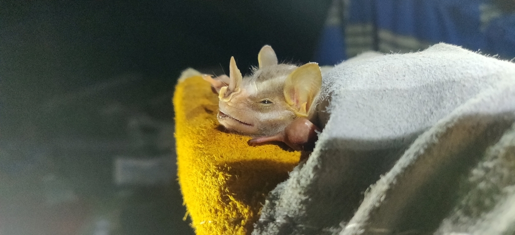 Great Stripe-faced Bat