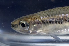 Notropis heterodon