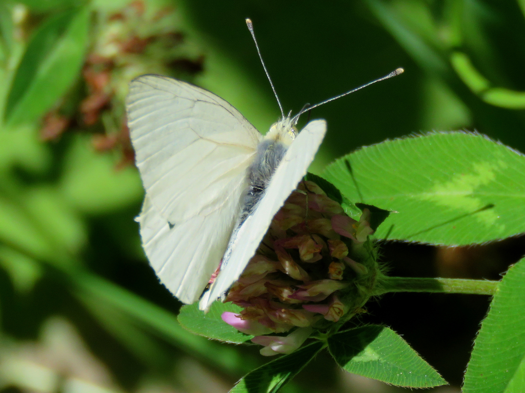 Phulia maenacte