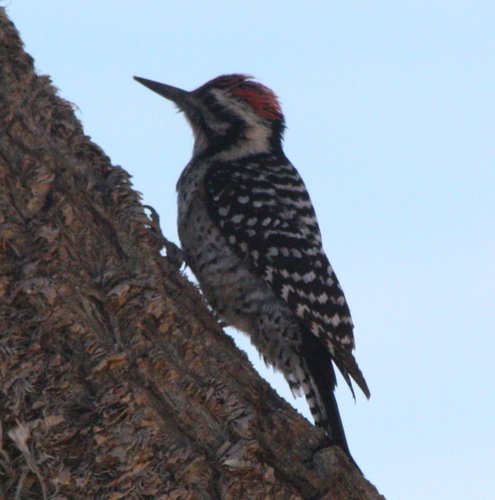 Dryobates scalaris