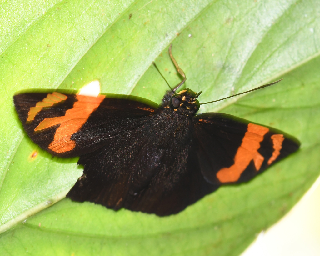 Entheus latebrosus