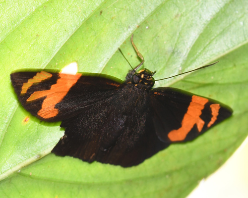 Entheus latebrosus