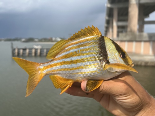 Porkfish