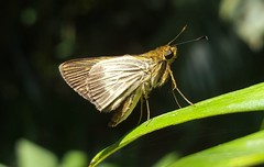 Parphorus pseudecorus
