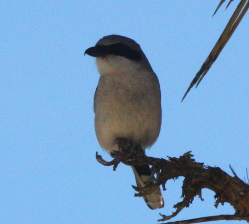 Lanius ludovicianus