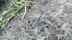 Atractus crassicaudatus