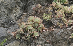 Aeonium haworthii