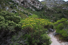 Hymenolepis