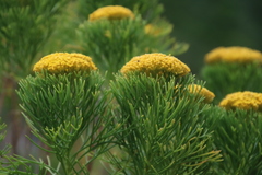 Hymenolepis