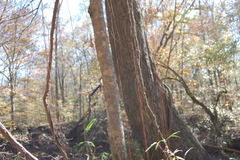 Vitis rotundifolia rotundifolia