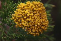 Hymenolepis