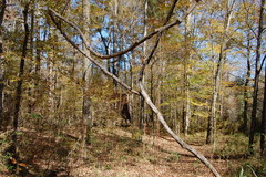 Vitis rotundifolia rotundifolia
