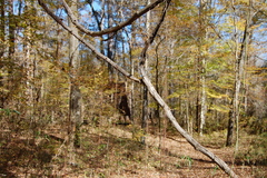 Vitis rotundifolia rotundifolia