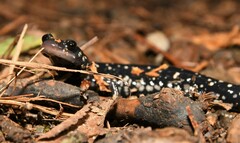 Sequoyah Slimy Salamander photo 3