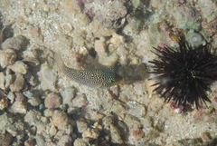 Canthigaster punctatissima