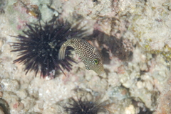 Canthigaster punctatissima