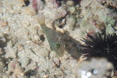 Canthigaster punctatissima